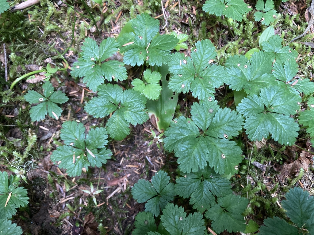 Form in August in Pierce County, Washington
