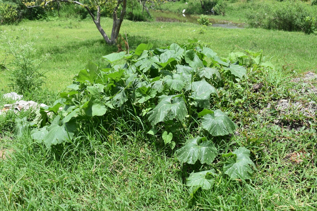Form in August in Sahuayo de Morelos, Mich., México