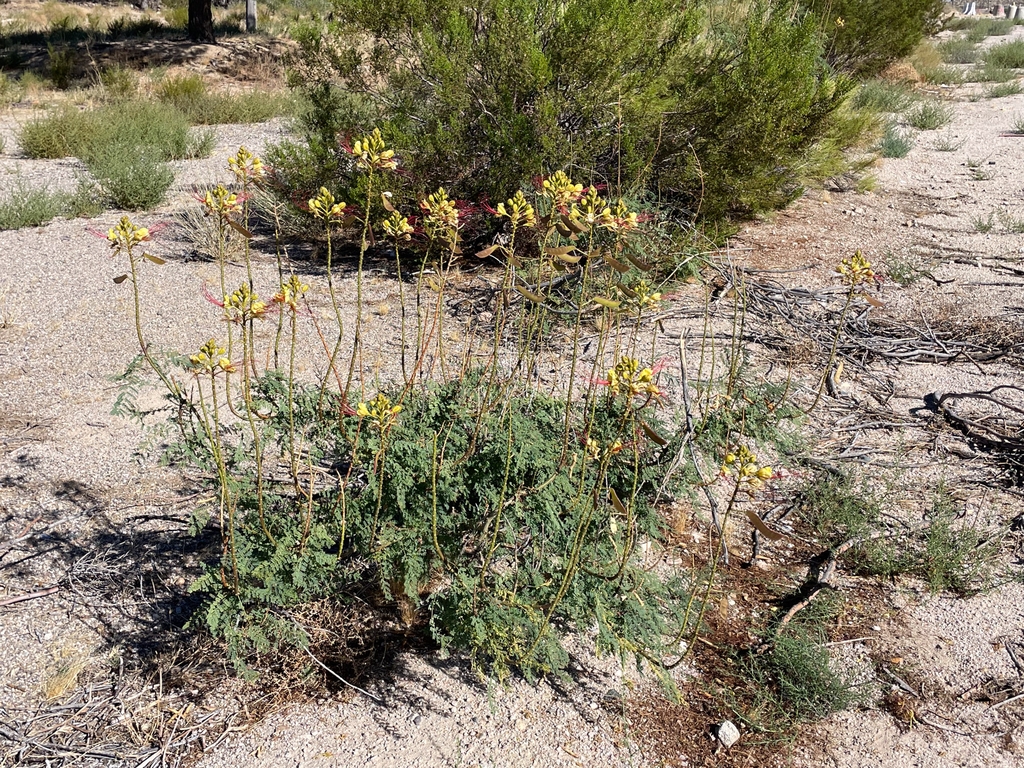 Form in August in San Bernadino, California