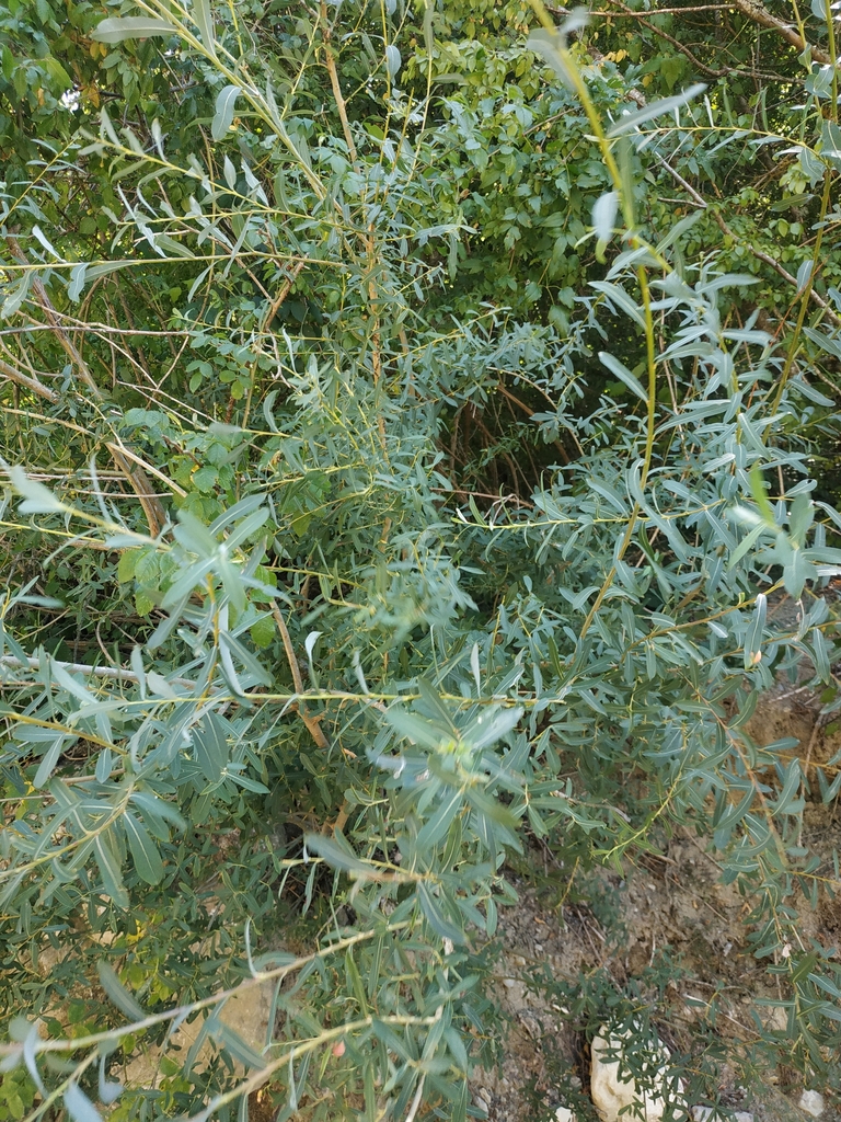 Form in August in Sevastopol, Ukraine