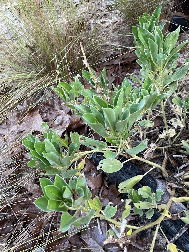 Form for diffusus in June in Richmond County, North Carolina