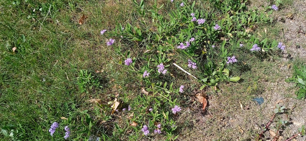 Form in February in Colonia, Uruguay