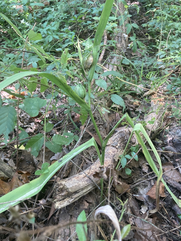 Form with fruit in August in East Baton Rouge Parish, Louisiana