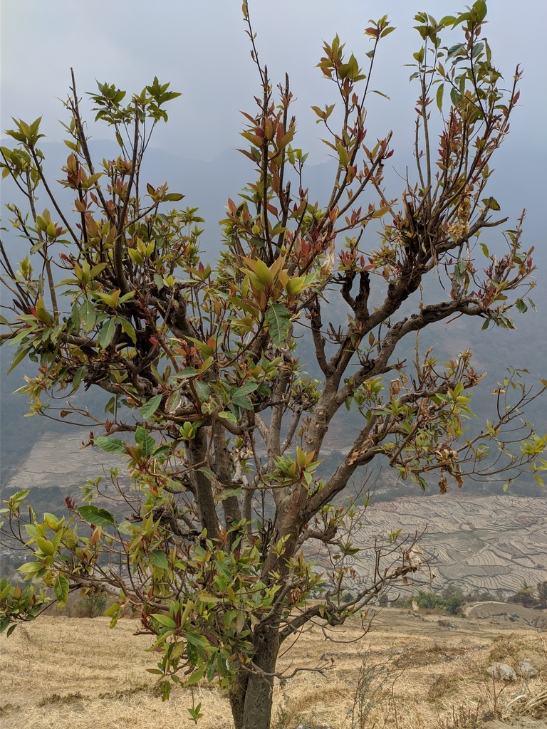 Form in January in Bhujung, Nepal