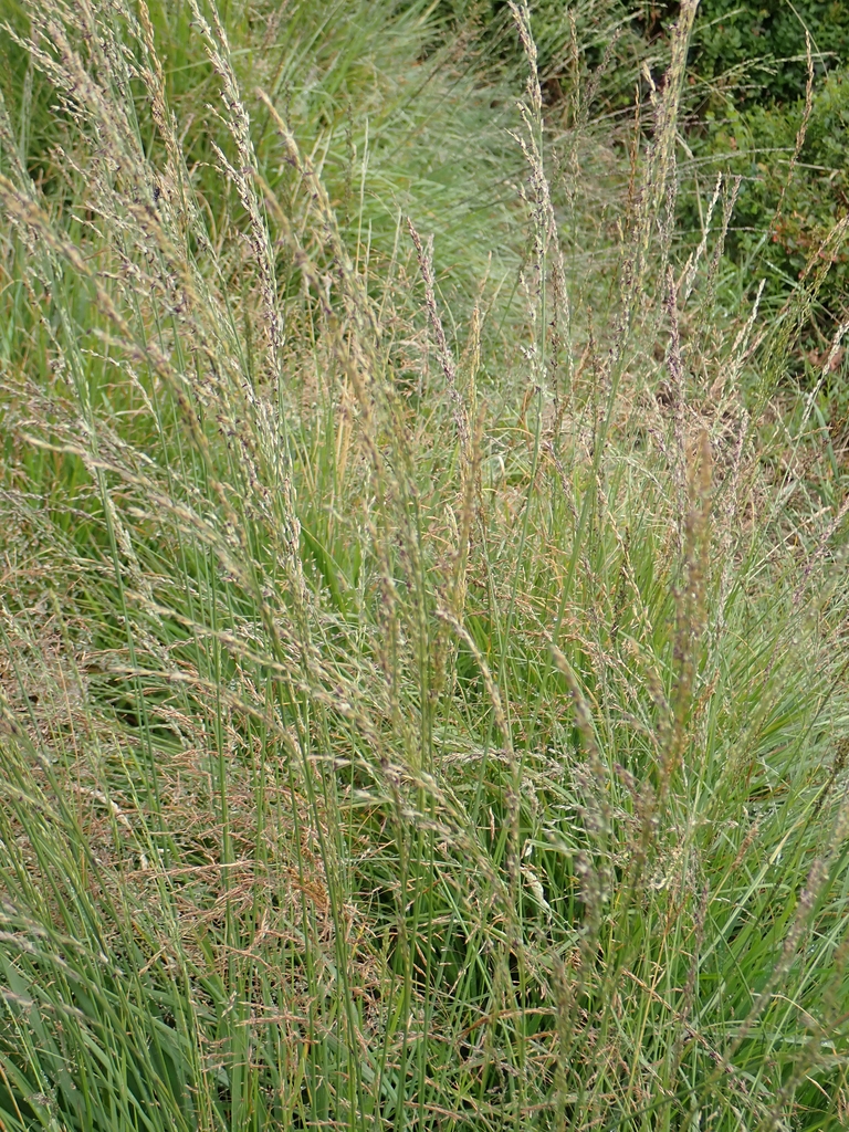 Form in July in cheshire in the United Kingdom