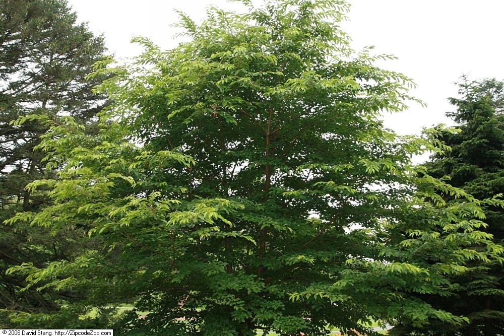 Form in July in Oakdale, New York