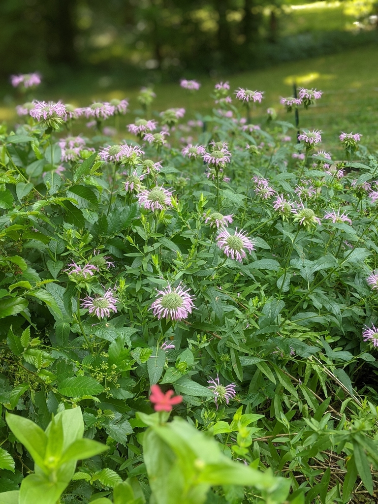 Erect leafy shoots with terminal clusters of pink flowers.