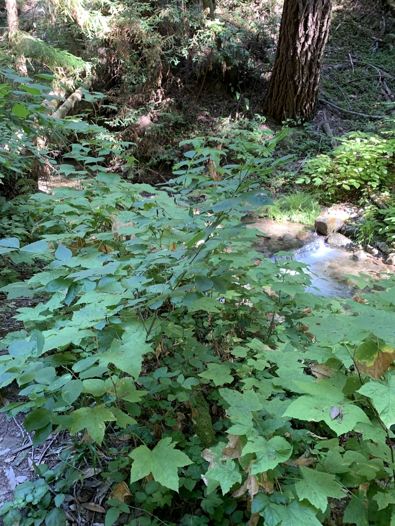 Form in July in Felton, California