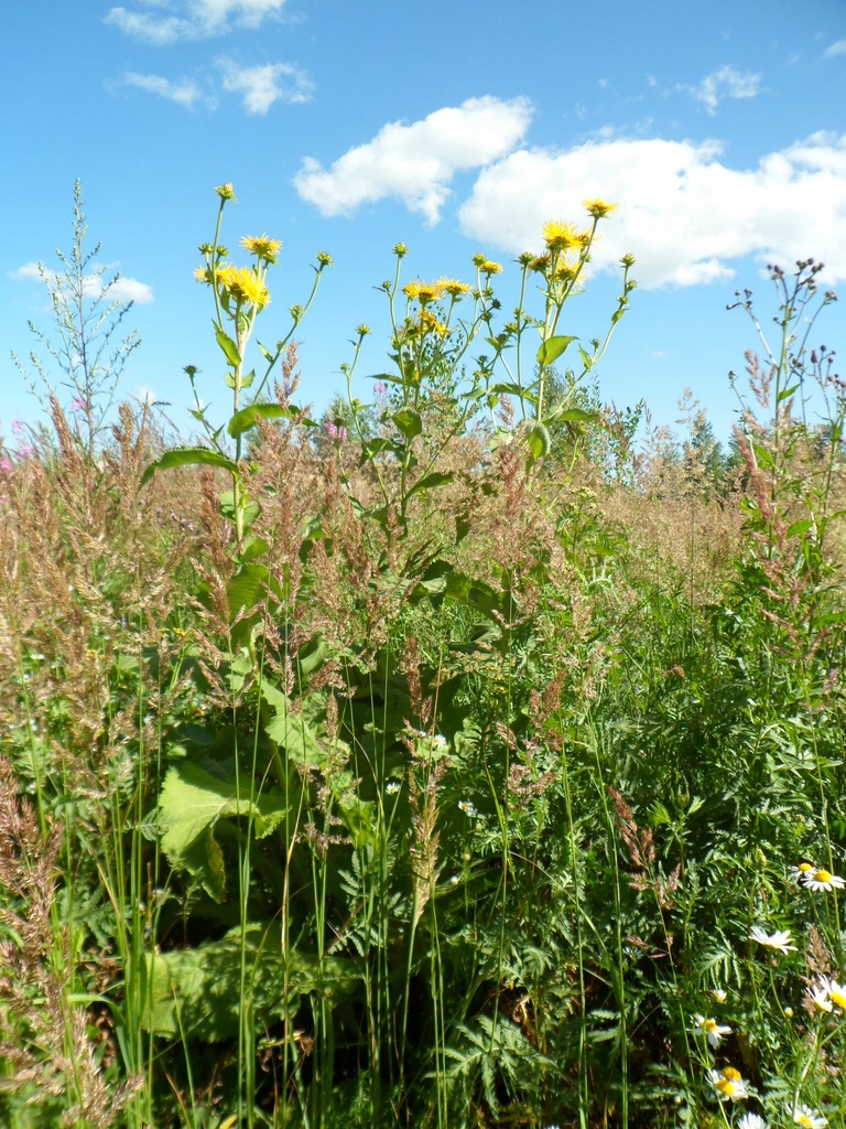 Form in July in Mokshanskiy rayon, Russia