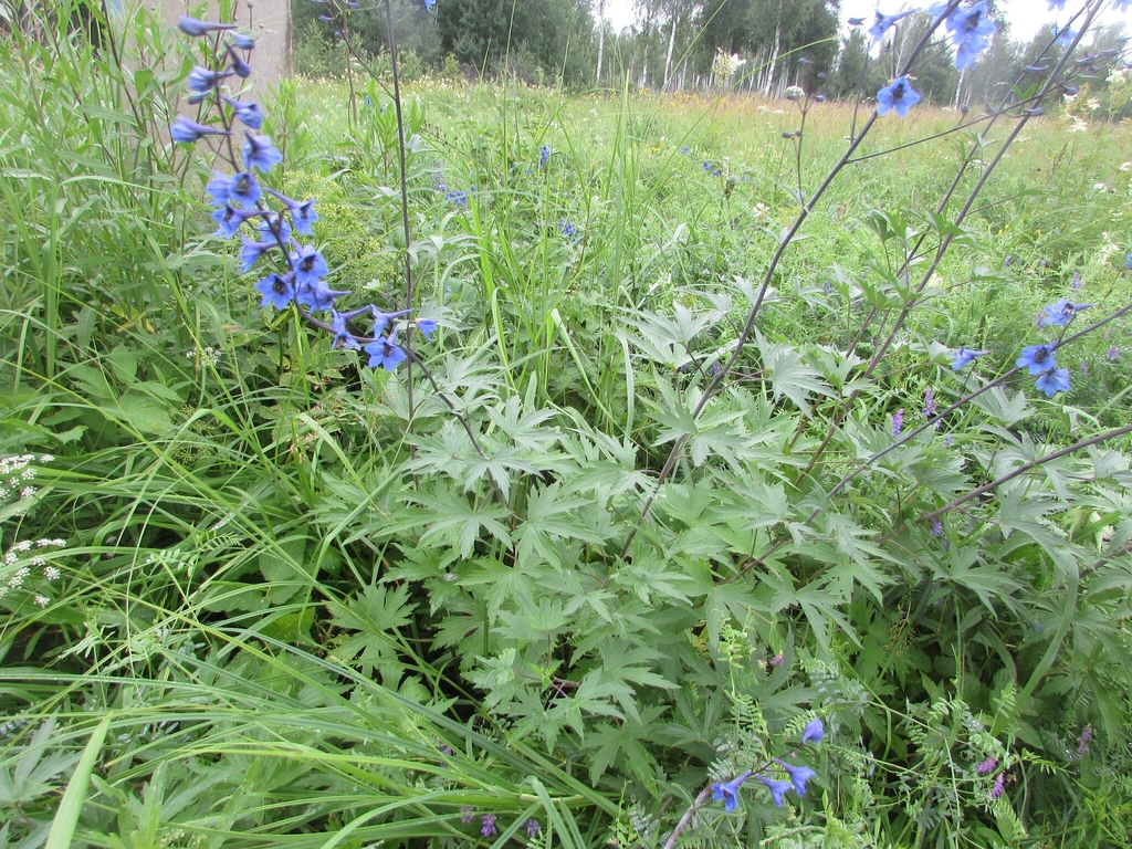 Form in July in Omsk region, Russia