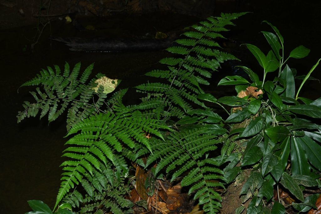 Form in July in Saül 97314, French Guyana
