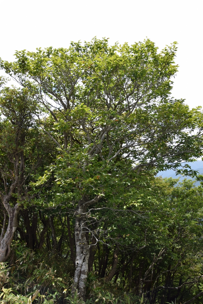 Form in July in Shiga, Japan