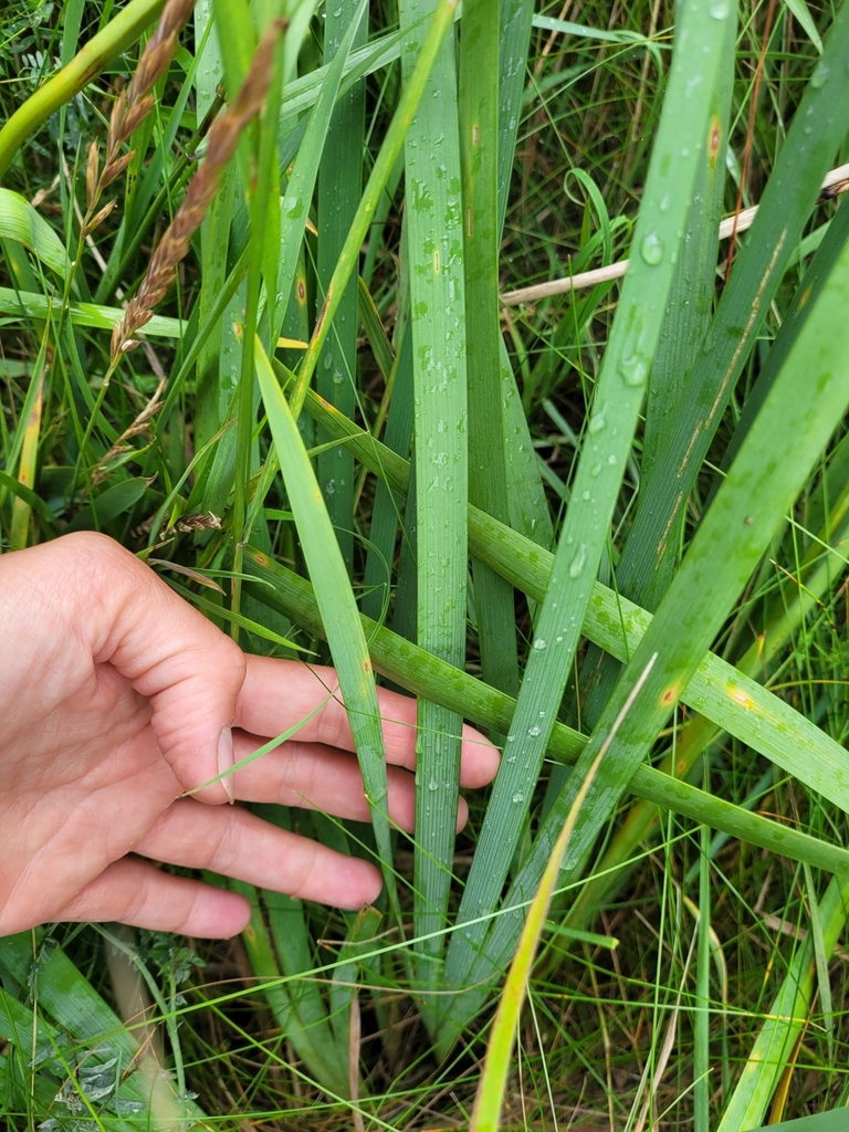 Form in July in Skane County, Sweden
