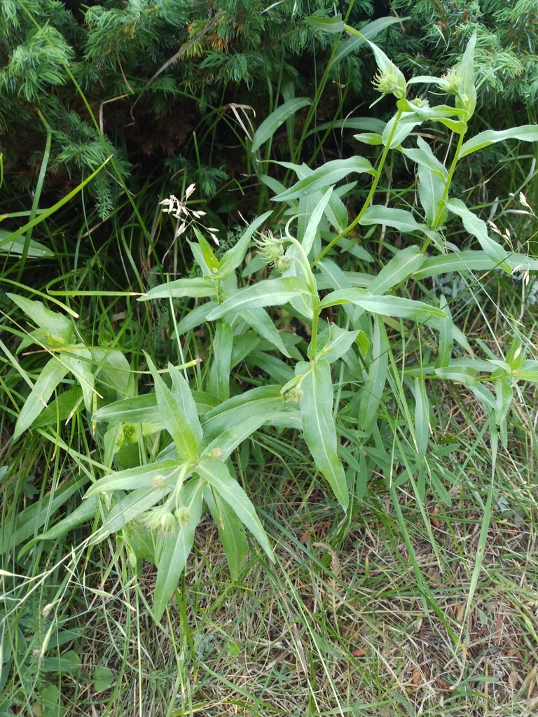 Form in July in Teton County, Wyoming