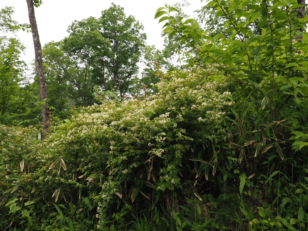 Form in June in Fukushima, Japan