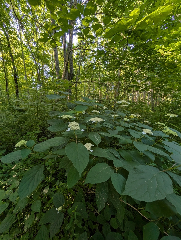 Form in June in Grundy County, Tennessee