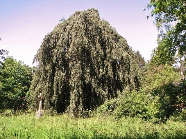 Form in June in Norwich, United Kingdom