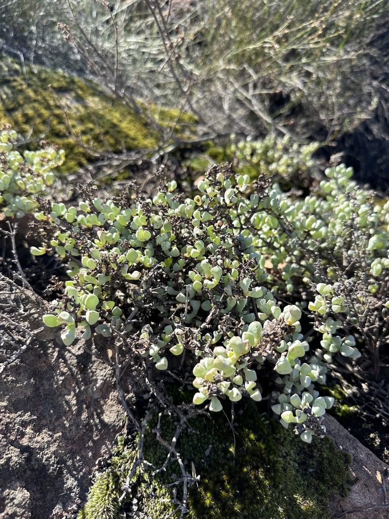 Form in June in West Coast County in South Africa