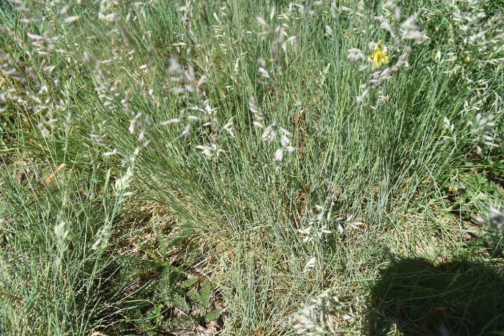 Form in June in 15380 Le Falgoux, France