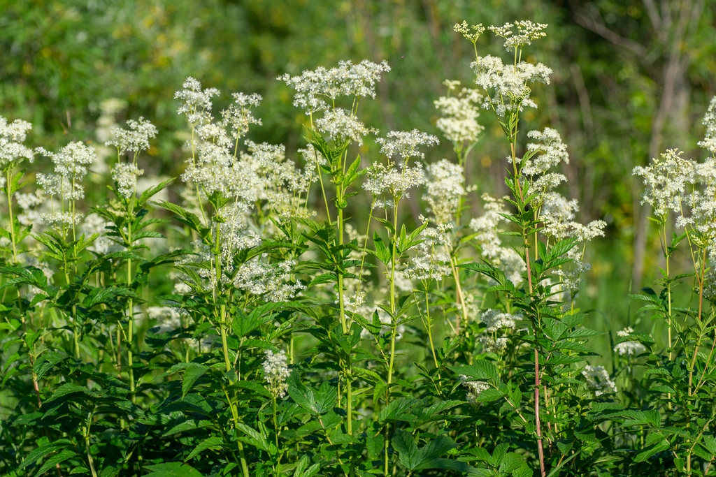 Form in June in Arkhangelsk Region in Russia