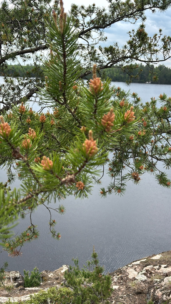 Branch/Flowers in June in Lake County in Minnesota