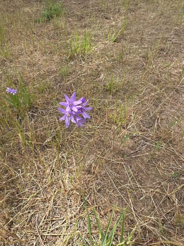 Form in June in Lyle, Washington