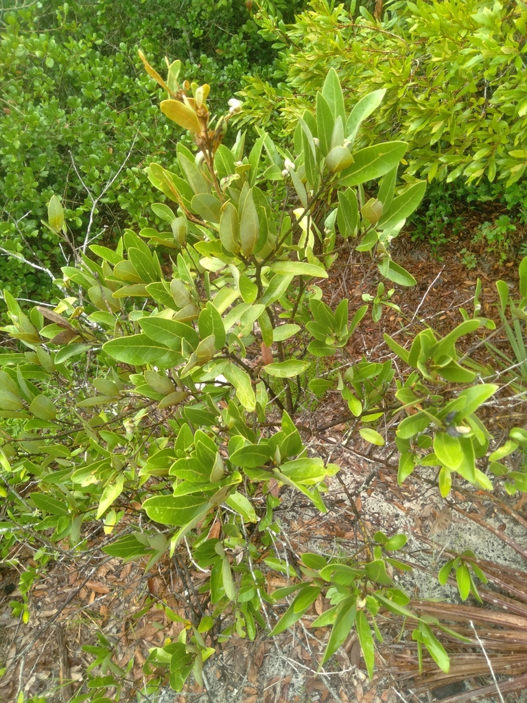Leafy branches on a shrub.