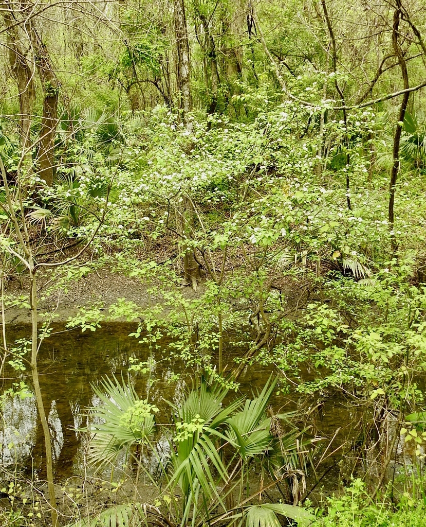 Form in March in Bayou Manchac, Louisiana