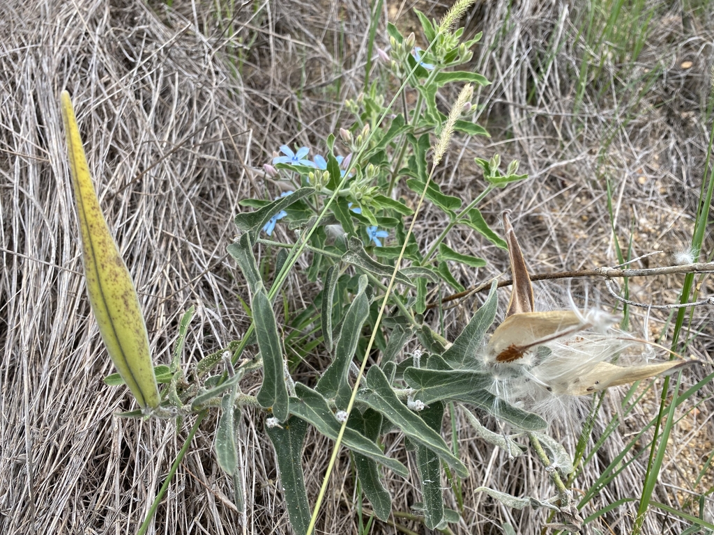 Form in March in Bega Valley, Australia