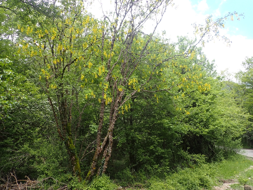 Form in May in Abruzzo in Italy