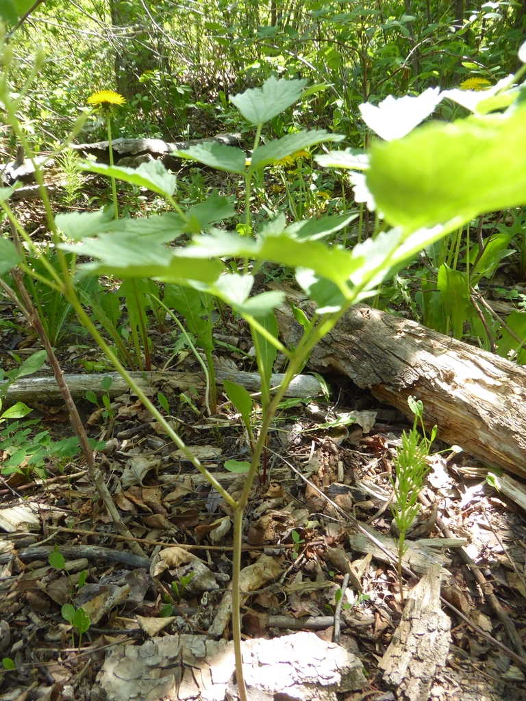 Form in May in Calgary, Canada