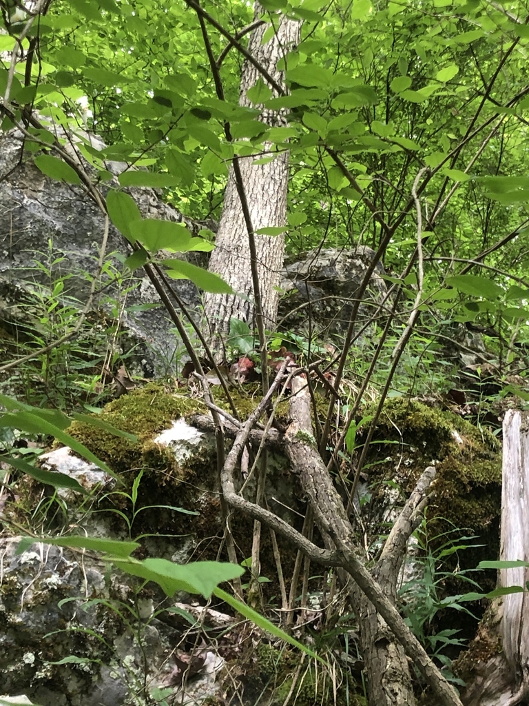 Form in May in Chatanooga County, Georgia
