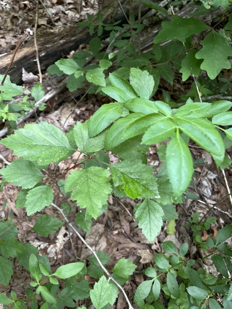 Form in May in the Appalachian Trail, GA