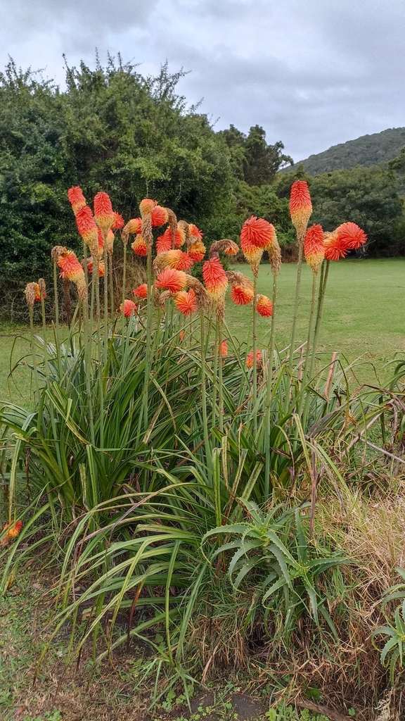 Form in May in Eden County, South Africa