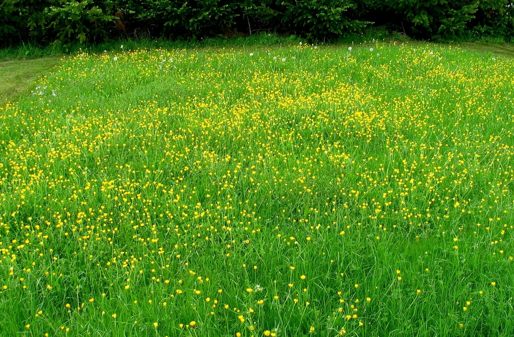 View across a meadow with 100s of yellow flowers.