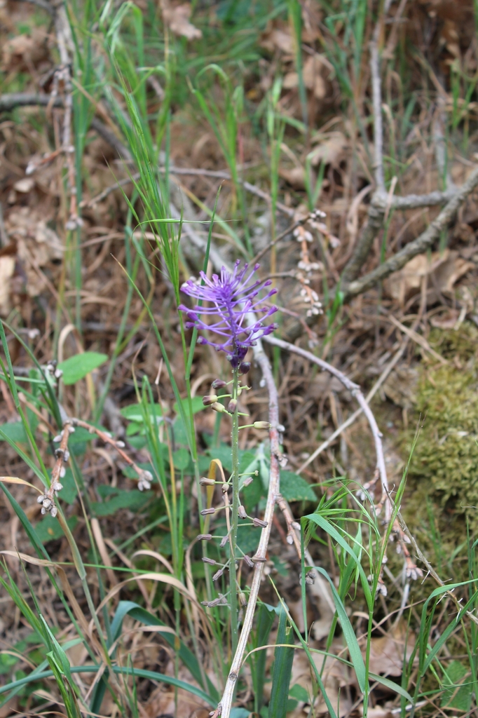 Muscari comosum form in May in Grenoble, France