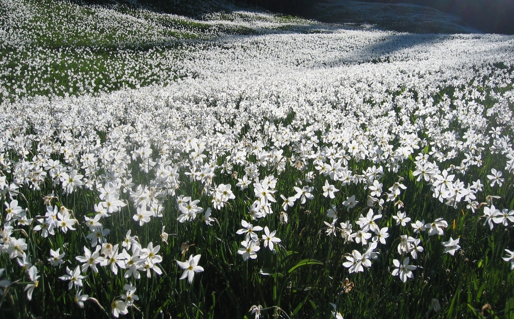Form in May in Jesenice County, Slovenia