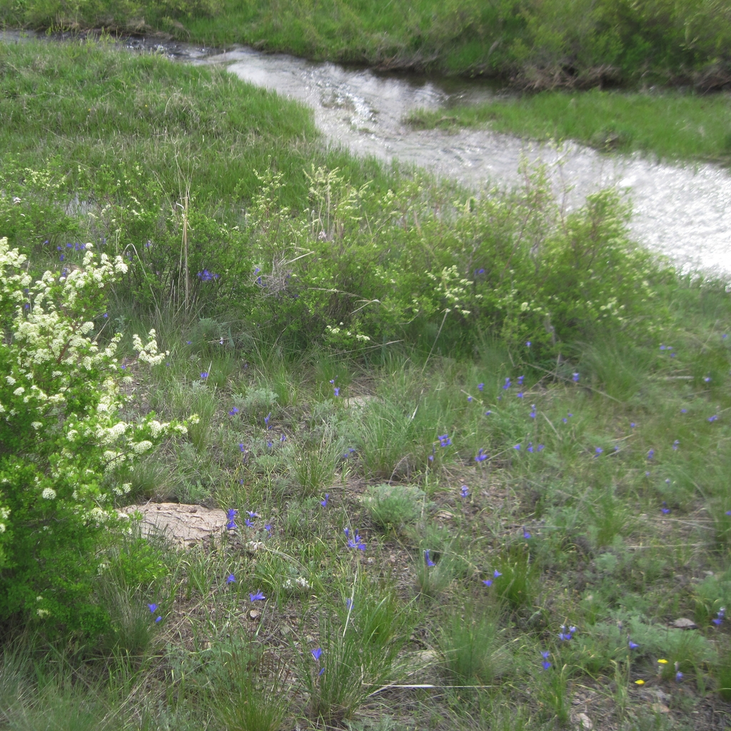 Form in May in East Kazakhstan