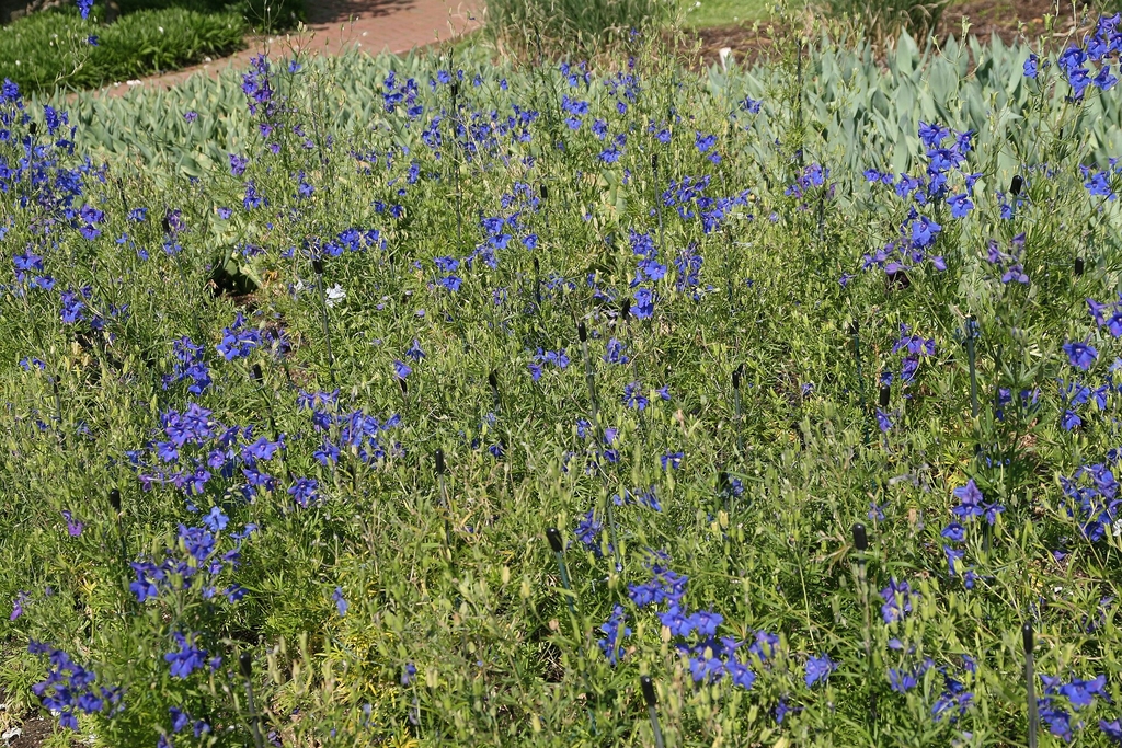Form in bloom in mass planting at Longwood Gardens in May