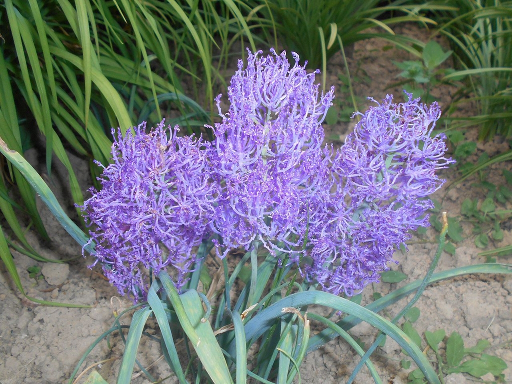 Form with 3 blue flower spikes in May in Lublin, Poland