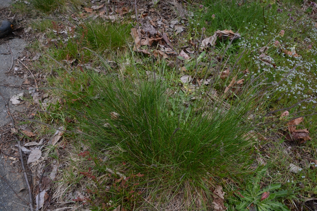Form in May in Nanaimo, BC, Canada