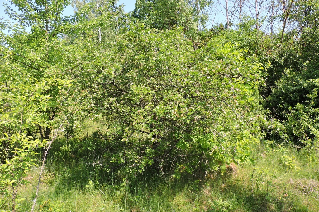 Form in May in Ukraine