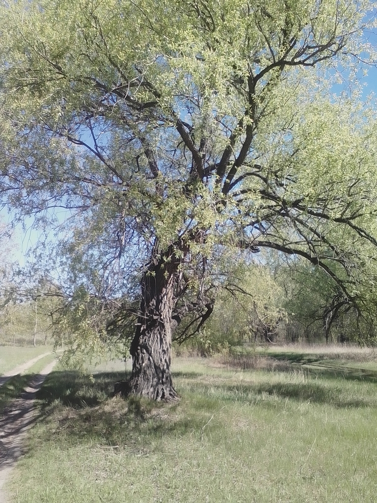 Form in May in Omsk, Russia