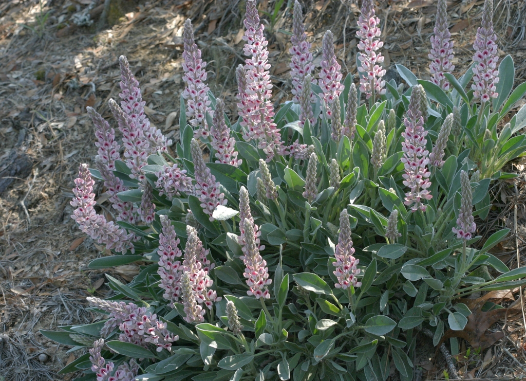 Form - May - Pender Co., NC