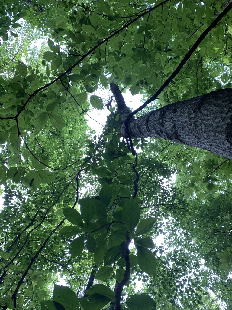 Form in May in Phillips County, Arkansas