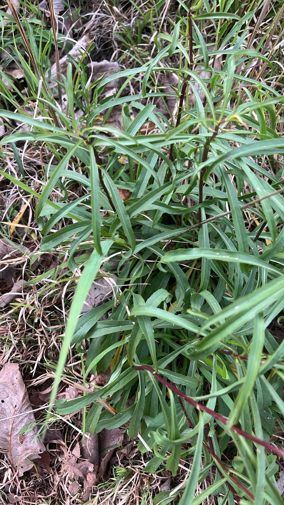 Form with Lancelot leaves in May. Powhatan County, Virginia