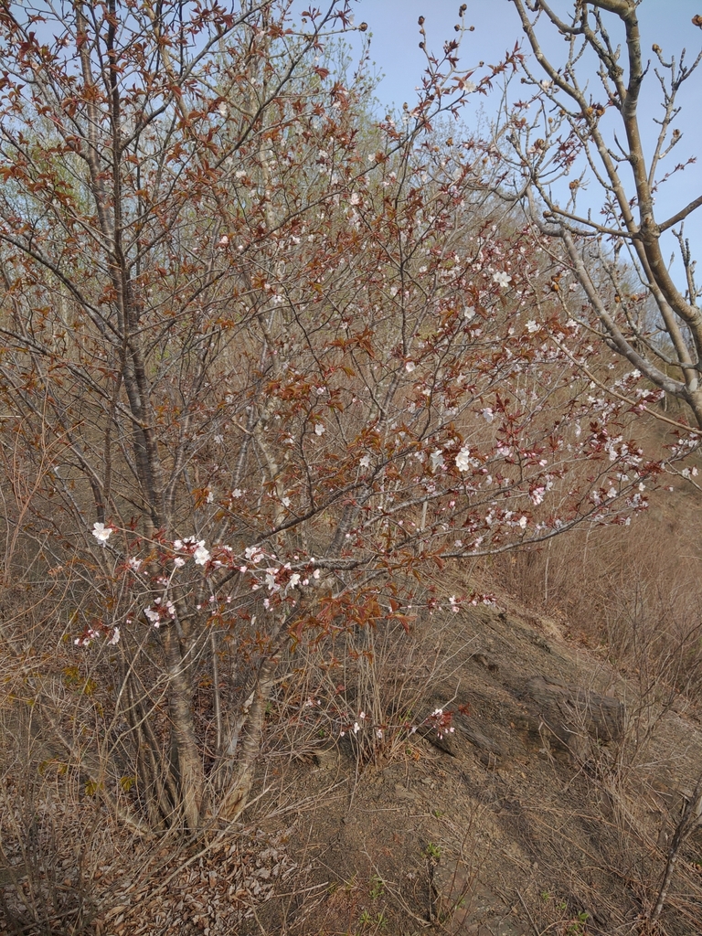 Form in May in Shkotovskiy rayon, Russia