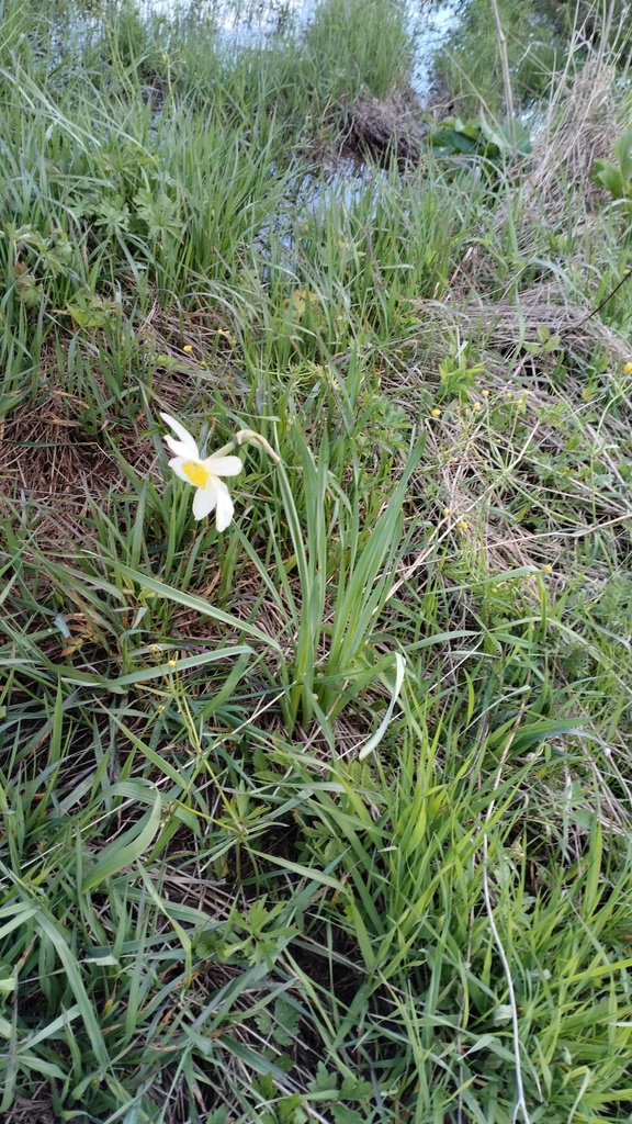 Form in May in Stupinskiy Rayon, Russia