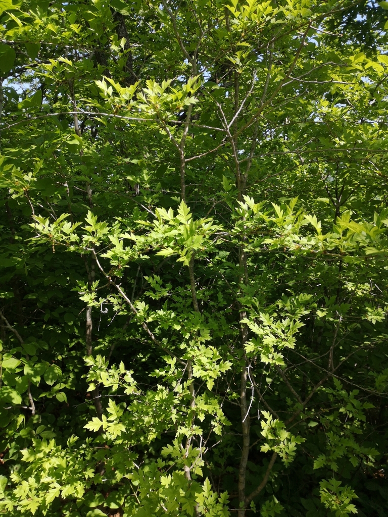 Form in May in Vladivostok, Russia