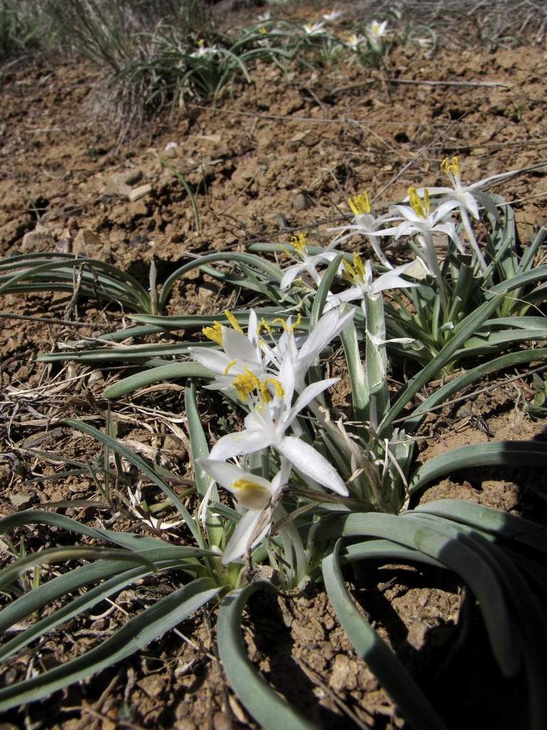 Form in May in Washoe County, North Carolina